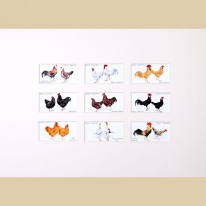 Poultry - Reproduction