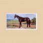 Prominent Racehorses - Reproduction