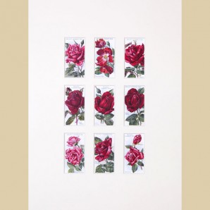 Roses - Reproduction
