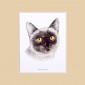 Cats 2