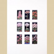 Flower Culture - Original