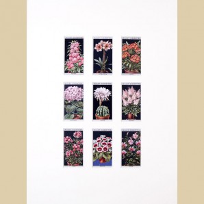 Flower Culture - Original