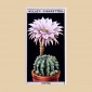 Flower Culture - Original
