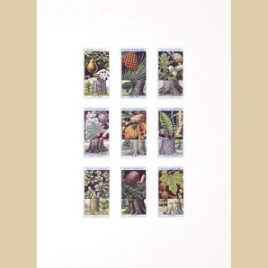 Flowering Trees and Shrubs - Original