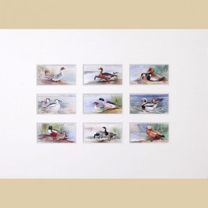 Game Birds and Wild Fowl - Original