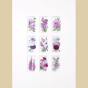 Old English Garden Flowers