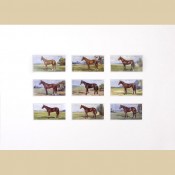 Prominent Racehorses - Reproduction
