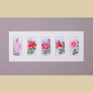 Roses - Original 
